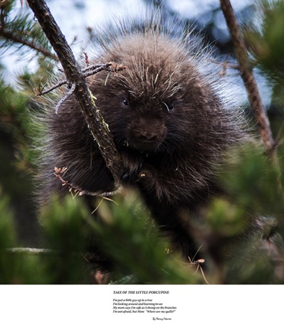 Little Porcupine